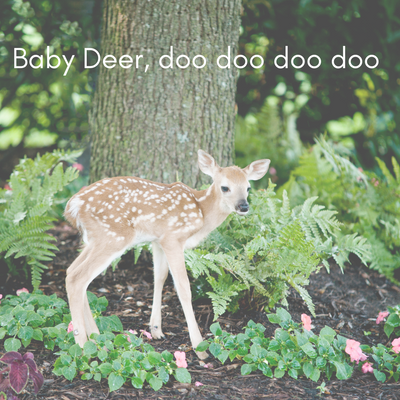 Baby Deer, doo doo doo doo...